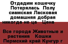 Отдадим кошечку.Потерялась. Полу сиамская.Ласковая,домашняя,добрая,никогда не ца › Цена ­ 1 - Все города Животные и растения » Кошки   . Пермский край,Кунгур г.